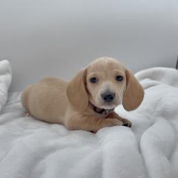 Brown - Cream male Dachshund puppy in Goodyear, Arizona from AZ Royal Doxies llc