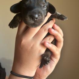 Edward Scissor Hands (White) - Black and tan male Dachshund puppy in Hutto, Texas from R.G. Dachshunds