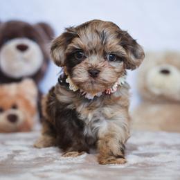 Tilly - Liver female Shihpoo puppy in Nickelsville, Virginia from The Teddybear Shihpoo