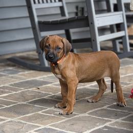 Pumpkin - Rd whtn blk nose female Rhodesian Ridgeback puppy in Gaffney, South Carolina from Circle D Farms