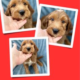 Tucker - Red male Irish Doodle puppy in Bluefield, Virginia from Love on a Leash