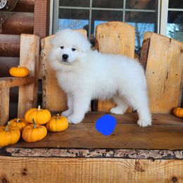Boy 1 - White male Samoyed puppy in Salem, Utah from Happy Valley Sammies