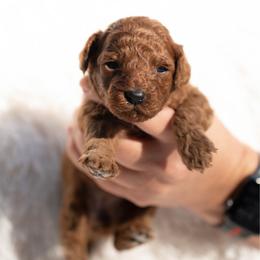 Ginger - Red  female Poodle puppy in Atlanta, Georgia from Sprinkle Me Puppy