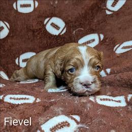 Fievel - Red and white male Cockapoo puppy in Sunset, Louisiana from Cano Cockapoos