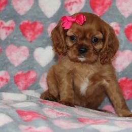 Cavalier King Charles Spaniel Puppies from Angels Ridge Cavaliers