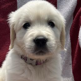 Girl 5 - Golden Retriever puppy in South Carolina from Carolina Point Retrievers