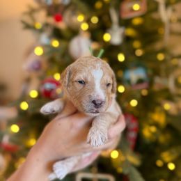 Mr. Green - Cream male Goldendoodle puppy in Athens, Georgia from Moore Goldendoodles