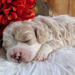 Cockapoo Puppies from Utah Cocker Spaniels