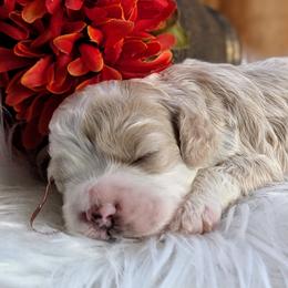 Cockapoo Puppies from Utah Cocker Spaniels