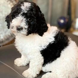 Bernedoodles, Cavalier King Charles Spaniels, Cavapoos, and Poodles from Dinky Doo Doodles