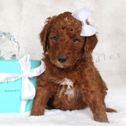 Eve (Light Blue Collar) - Goldendoodle puppy from Fluffy Puppy Mini Doodles LLC