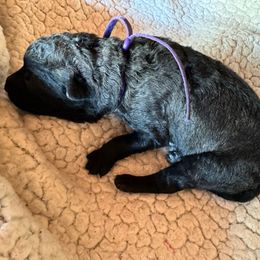 Ms. Purple - Dutch Shepherd puppy from Best Friends Dutchie