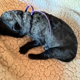 Ms. Purple - Dutch Shepherd puppy from Best Friends Dutchie