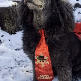 Poodles from Winter Wonderland Kennels