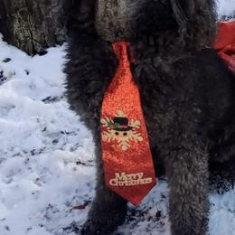 Poodles from Winter Wonderland Kennels
