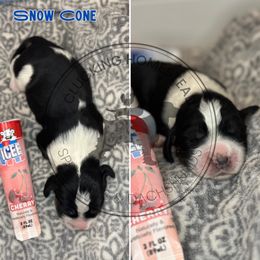 Snow Cone - Black white and tan male English Springer Spaniel puppy in Fond Du Lac, Wisconsin from Clucking Homestead Springers & Dachshunds