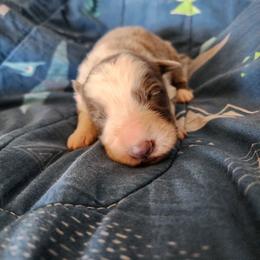 Cadbury - Panda male German Shepherd puppy in Los Lunas, New Mexico from Mali's German Shepherds LLC