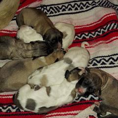 Anatolian Pyrenees Puppies from Alisha's Anatolian Pyrenees