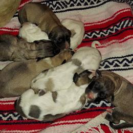 Anatolian Pyrenees Puppies from Alisha's Anatolian Pyrenees