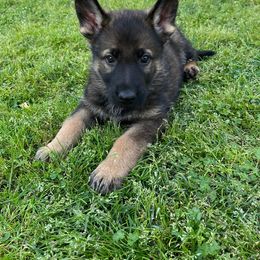 Tan Boy - Sable German Shepherd puppy in Little Rock, Arkansas from Vom Gonza German Shepherds