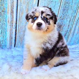 Australian Shepherd Puppies from Winsome Aussies