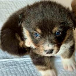 Cole - Black and tan male Pembroke Welsh Corgi puppy in Nortonville, Kansas from Low Riders Corgis & Mini Aussies