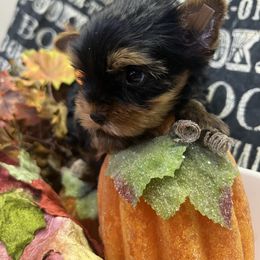 Maurice - Black and tan male Yorkshire Terrier puppy in Parma Heights, Ohio from Yorkie Darlings ANGELHEARTS YORKIES