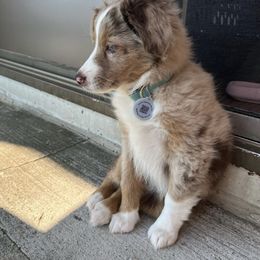 Miniature Australian Shepherd and Toy Australian Shepherd Puppies from Loyal Litters Toy Australian Shepherds