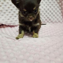 Girl 1 - Chocolate and tan female Chihuahua puppy in Richmond, Virginia from Breens