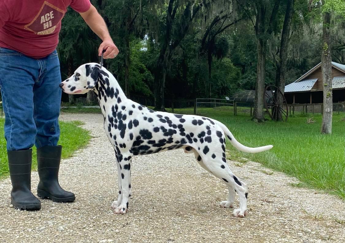 Pedro