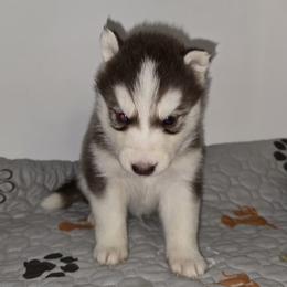 Smoke - Red and white male Siberian Husky puppy in Kansas City, Missouri from Anuun's Huskies