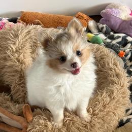 Caviar - Blue merle female Pomeranian puppy in San Jacinto, California from Savvypomeranians