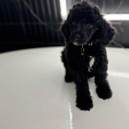 Mr. Richard - Black male Poodle puppy in Gainesville, Florida from Pipsqueak Mansion Poodles
