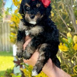 Christina - Tri-color female Bernedoodle puppy in Miami, Florida from Jade’s Paws & Co. Of Miami LLC