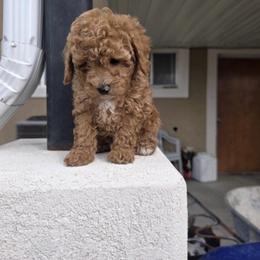 Buddy - Red male Cavapoo puppy in Salt Lake City, Utah from Premier Paws
