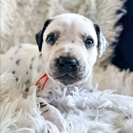 Shiere Khan - White and black male Dalmatian puppy in Gray, Georgia from Fuller Spots