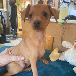 Foxy - Red male Miniature Pinscher puppy in Corbett, Oregon from Redhawk Kennels