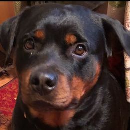 Hilda - Rottweiler