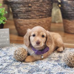 AKC Meet Gidget :) - Cream female Dachshund puppy in Centerville, Iowa from Barnyard Dachshunds, Dals & Doodles