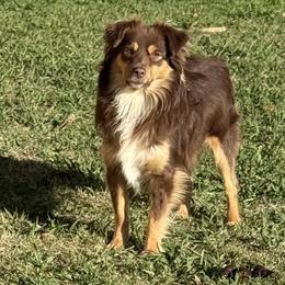Toy Australian Shepherds and Yorkshire Terriers from DK’s Littles & Co