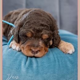 Troy - Brown and tan male Cockapoo puppy in Connersville, Indiana from Deaz Doodle Ranch