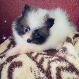 Boy 1 - Blue parti male Pomeranian puppy in Albany, Oregon from Purrs N Poms