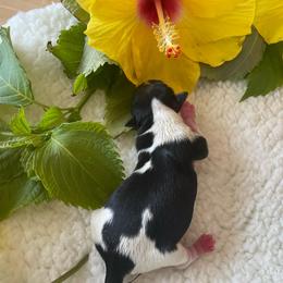Lilly   Girl 5 - Black tan and white female Biewer Terrier puppy in Atlantic City, New Jersey from Kim Hoang's Yorkies