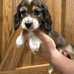 Dachshund Puppies from 3B Doxies