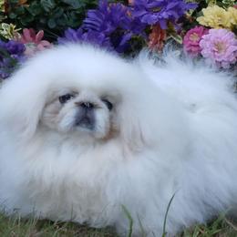 YANA - Pekingese