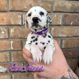Ruckus - HUA - White and black female Dalmatian puppy in Mount Vernon, Missouri from Spots & Spirals