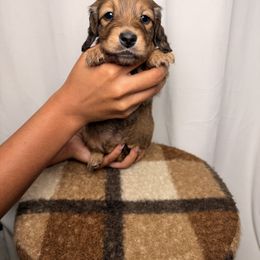 Magnolia - Red female Dachshund puppy in Santa Rosa, California from Signatures Mini Dachshunds