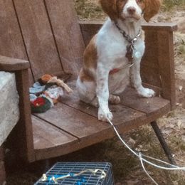 Brittany Puppies from HillTop Brittany Kennel