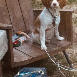 Brittany Puppies from HillTop Brittany Kennel