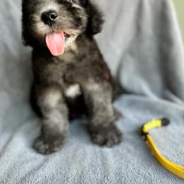 Bedlington Terrier and Great Dane Puppies from Show Bedlingtons